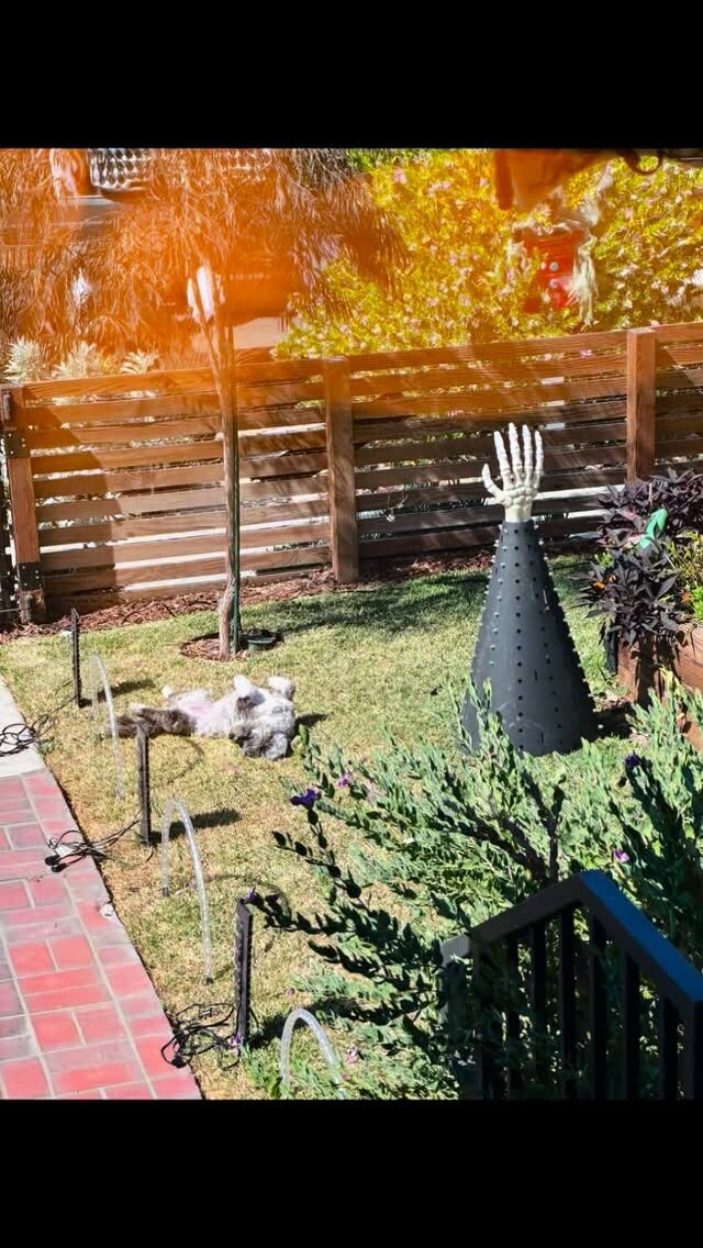 It always starts the same way. Edith sunbathing in September while bins start coming out and we proudly say to ourselves, “We’re going to be so on time this year.”

Which is always adorable thinking on our part. 

What follows is months of late nights. Building new controllers. Adding new props. Fixing the fog machine. Fixing it again. Troubleshooting that one light that absolutely refuses to cooperate. Halloween crowds. Christmas arches. Santa’s mailbox. And then somehow, without fully realizing how, we hosted our very first community holiday festival like it had always been meant to.

And now, here we are, the final weekend.

The late nights won’t be missed. The ladder won’t be missed. The “quick tweak” that inevitably turns from this will only take 5 minutes to an 8 hour debug session definitely won’t be missed. (Ok, maybe just a little bit)

But what will truly be missed, is you. The families who come back. The kids who claimed a song like it was theirs. The neighbors who stayed longer than planned because the sidewalk feels like home and strangers turning into friends.

If you’ve been meaning to come back, or never made it out, this is your last call. One more sidewalk dance off. One more request. One more memory.

At the end of this weekend,
the lights will power down,
but what won’t stop glowing,
is all of you, this community,
and all the memories we’ve made together.