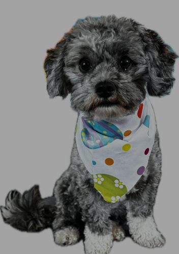 The Lights on Falcon dog in a party bandana